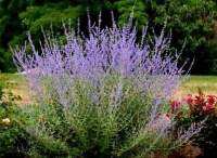 Perovskia/ Russian sage / รัสเซียนเสจ