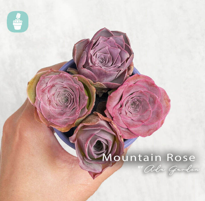 Mountain Rose Succulent Plant - Live Greenovia 6" Circumference, Pink Rosette Shape For Indoor & Outdoor Gardens