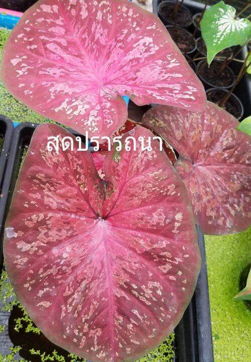 บอนสีสุดปรารถนา-บอนเก่าหายาก-ไม้แรร์-ชื่อมงคลน่าสะสม-แพ็คอย่างดีส่งพร้อมกระถาง4นิ้วค่ะ