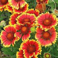 เมล็ดพันธุ์ ดอกเดือนฉาย (Gaillardia Blanket flower Red &amp;Yellow) บรรจุ 15 เมล็ด