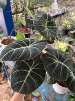 อโลคาเซีย แบล็ค เวลเวท ( Alocasia black velvet )