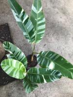 กล้วยด่าง กล้วย ฟลอริด้า Musa Florida Variegated