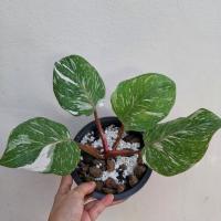 Philidendron White knight Marble Galaxy 
ฟิโลเดนดรอน ไวท์ไนท์มาเบิ้ลติดกาแลคซี่ สวยๆ 
ไม้แรร์ หายาก 
น่าเก็บสะสม
ได้ต้นตามภาพ