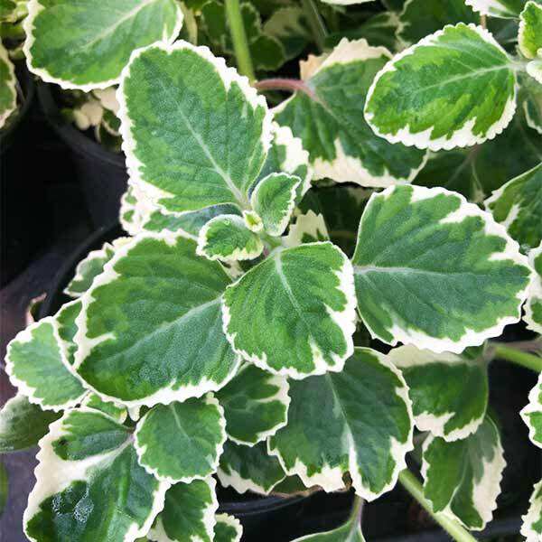 Oregano Variegated (Live plant) with FREE Fertilizer Lazada PH
