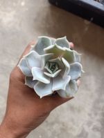 กุหลาบหิน ไลลา Echeveria lilacina