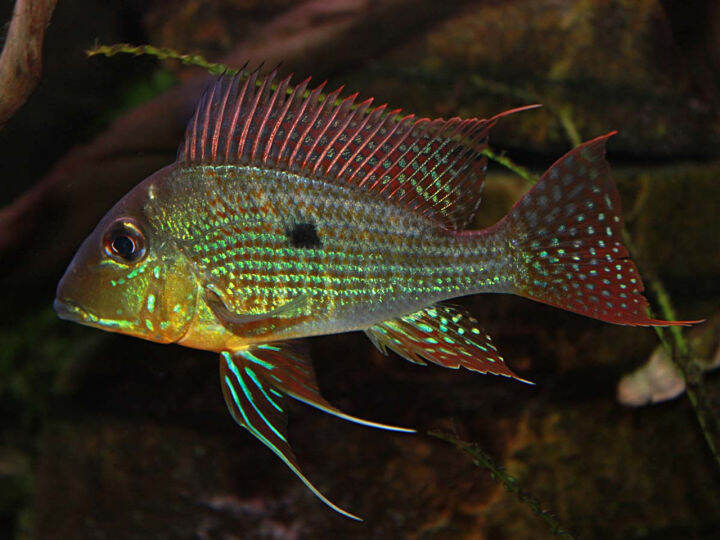 Geophagus Surinamensis eartheater freshwater fish juvenile 2