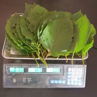 Kratom leaves ใบกระท่อมสด 100 กรัม รับประกันยันทุกใบ มีเก็บปลายทาง