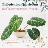 ฟิโลเดนดรอน กลอริออซั่ม ก้านกลม (Philodendron glorious)