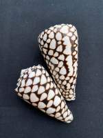 Snake skin Conch shell black and white pattern