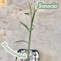 [ไผ่ญี่ปุ่น] Senecio Descoingsii ส่งพร้อมกระถาง แคคตัส Cactus Succulent Haworthia Euphorbia ไม้หายาก พืชอวบน้ำ ไม้หนาม ไม้ทะเลทราย กระบองเพชร