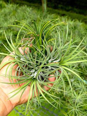 Tillandsia ionantha