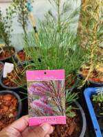 Grevillea Pink (20เมล็ด) ไม้พุ่ม สูง ประมาณ 2-3ม. ดอกสีชมพูม่วง เป็นชอยาว