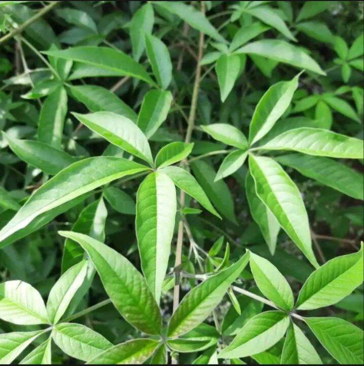 LAGUNDI LEAVES 100G herbal plants Lazada PH