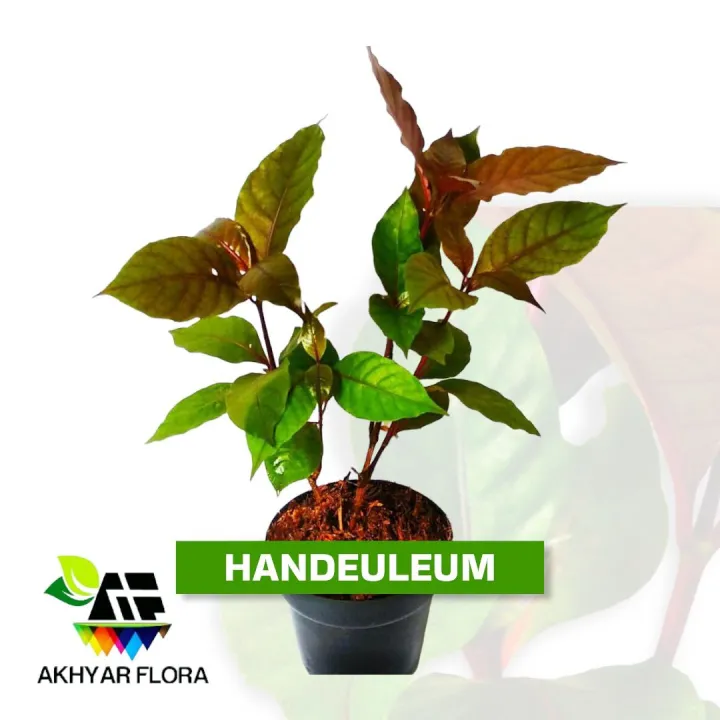 Daun Ungu Handelem Tanaman Herbal Obat Wasir dan Ambeien Lazada Indonesia