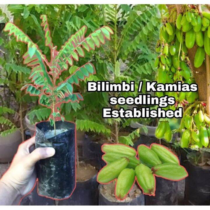 Kamias / Bilimbi Seedlings Live and established | Lazada PH