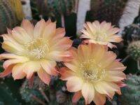 กระบองเพชร cactus หน่อเด็สดอิชินอปชิส ไม้นำเข้าจากเยอรมัน Echinopsis  ESO04 ขนาด 2.5 - 3ซม. ดอกสวยมาก