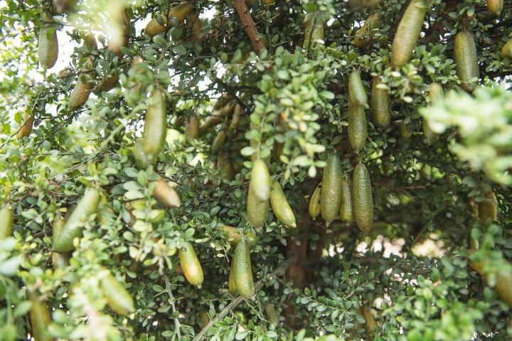 ต้นมะนาวคาเวียร์หรือมะนาวนิ้วมือ-สีเขียว-สูง60-70ซ-ม-แบบเสียบยอด