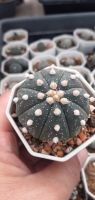 แคตตัสแอสโตรไฟตัม (Astrophytum)