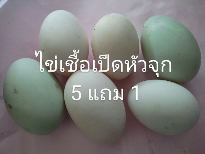 ไข่เชื้อเป็ดหัวจุกฟอง-50-บาท-ซื้อ-5-แถมให้-1-อัตโนมัติ-ไข่สดใหม่ส่งจากฟาร์มวันต่อวัน-รับประกันแตก-รับประกันเชื้อ