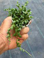 Senecio Rowleyanus สร้อยไข่มุกรี(สีเขียว) ไม้อวบนำ้ น่ารักๆ กระะถาง 2 นิ้ว