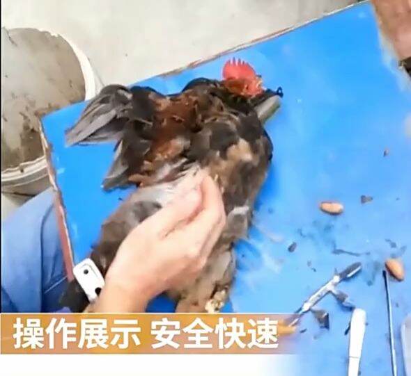 Chicken caponizing set Stainless steel Caponizing tools for chicken