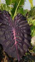 Colocasia Purple Star Hybrid เพอร์เพิลสตาร์ ไม้ไฮบริต