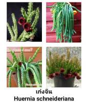 เก๋งจีน 
Huernia schneideriana ดอกแดง ส่งทั้งกระถาง ไม้อยู่ในกระถาง 2 นิ้ว ไซส์ให้ดอกค่ะ