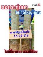 ตอกระทุ่มนา ขนาดใหญ่พิเศษ! 23-28 ซม.