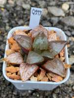 Haworthia Hybird Thailand ขนาดกระถาง 2 นิ้ว จัดส่งทั้งกระถาง รหัส Q217-246