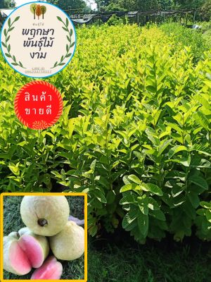 🌱#ต้นฝรั่งกิมจูแดง สูง 40-60 ซ.ม 💥โปรซื้อ 1 แถม 1 💥โปรขายส่งจากฟาร์ม💥พร้อมออกผล💥