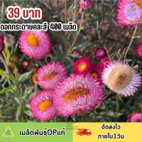 ดอกกกระดาษ400 เมล็ดพันธ์ ดอกสวยปลูกง่าย