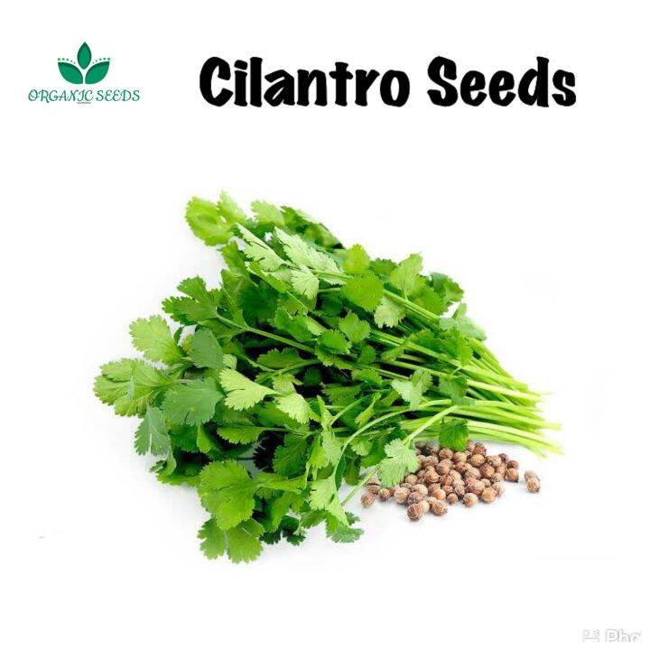 Cilantro/Coriander/Wansoy (50pcs seeds) Lazada PH