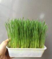 หญ้าแมว ?ต้นอ่อน ?เมล็ดพันธุ์ต้นอ่อนข้าวสาลี Cat Grass ข้าวสาลี Wheat Grass?เมล็ดพันธุ์หญ้าแมว?