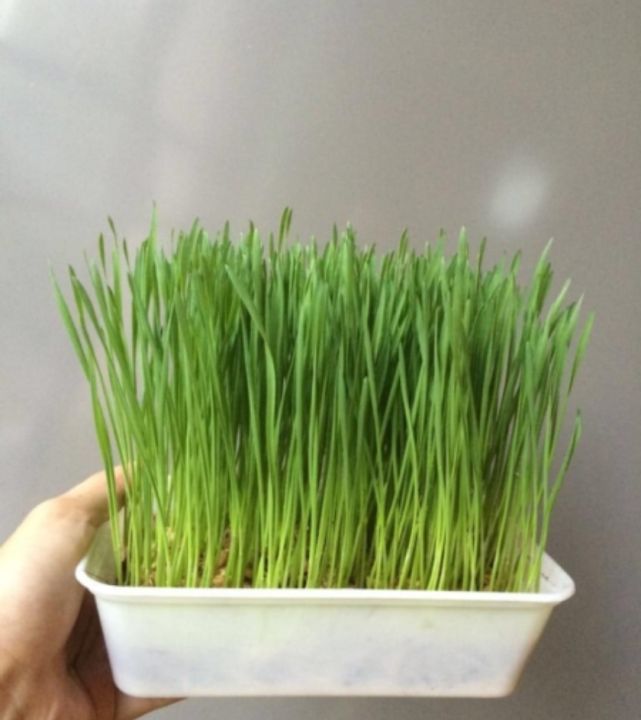 หญ้าแมว-ต้นอ่อน-เมล็ดพันธุ์ต้นอ่อนข้าวสาลี-cat-grass-seeds-ข้าวสาลี-wheat-grass-seeds-เมล็ดพันธุ์หญ้าแมว