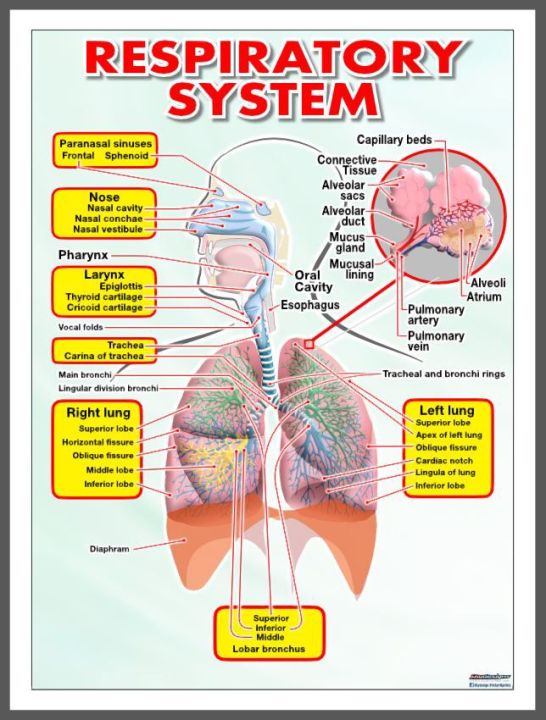 EDUCATIONAL POSTER TARPAULIN RESPIRATORY SYSTEM 45X60CM | Lazada PH