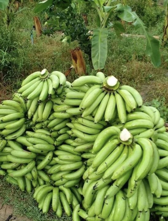 หน่อยกล้วยหอมทอง-อ-ท่าหลวง-จ-ลพบุรี-ซื้อ-1-0-แถม-1-ฟรี-พันธ์เดียวกันที่ขายในเซเว่น-กล้วยมีประโยชน์-มากมาย-กล้วยพันธ์นี้-ปลูกง่าย