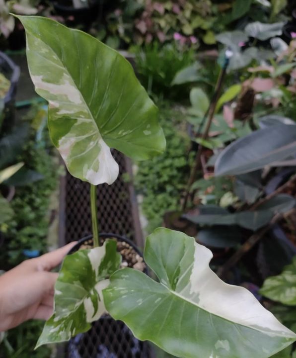 ต้นไม้สวยๆ-alocasia-okinawa-silver-บอนโอกินาว่า-สวยดูดี-มีเสน่ห์-ใบลักษณะใบ-เหมือนใบโพธิ์รูปหัวใจ-ก้านจะโค้งงอ-อ่อนช้อย-มีลีลาที่-พริ้ว