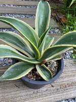 อากาเว่ ขอบหนาม Agave multicolor celsii ส่งแบบเคาะดินออก