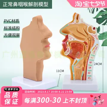 Chia sẻ 80 về mô hình cổ họng mới nhất  Tin học Đông Hòa
