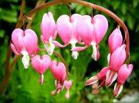 เมล็ดพันธุ์ดอกหทัยหยาดทิพย์สีชมพู Dicentra Spectabilis Pink บรรจุ 5 เมล็ด คุณภาพดี ของแท้ ราคาถูก นำเข้าจากต่างประเทศ