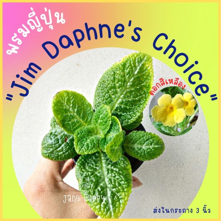 พรมญี่ปุ่น "จิม แดปนีส์ ชอยซ์ "(Jim Daphnes Choice) ดอกสีเหลือง ใบสีเขียว ส่งในกระถาง 3 นิ้ว ดอกน่ารักมาก  ค่าส่งถูกๆ📌ราคาต่อ 1 กระถางนะคะ- พรม