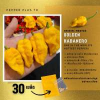 เมล็ดพันธุ์พริก Golden Habanero 350,000 SHU ชุดละ 30 เมล็ด สีเหลืองทองสวยมาก เผ็ดมากด้วย