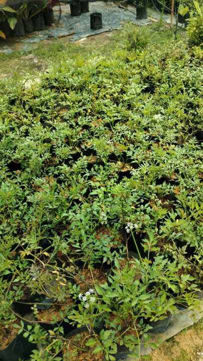 Pokok Selom | Lazada