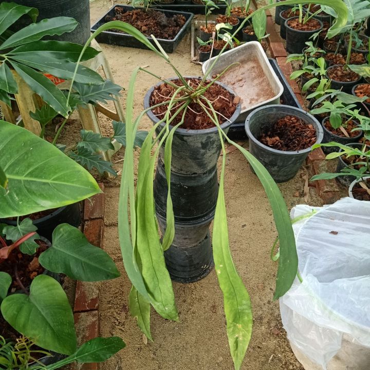 5-9-66-anthurium-vittarifolium-หน้าวัวเนคไทติดด่าง-ในกระถาง-8นิ้ว-ไม้ด่าง-ไม้ฟอกอากาศ-av