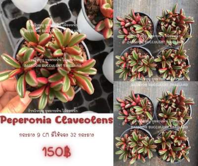กุหลาบหิน ไม้อวบน้ำ Peperomia Claveolens Succulent Echeveria Haworthia Cactus Lithop ไม้อวบน้ำ แคคตัส ฮาโวเทีย ไลทอป