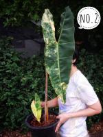 ฟิโลเดนดรอน ก้านส้มด่าง 
philodendron billitae V. 
วางข้อใบใหญ่กว่า 60 เซ็นติเมตร
เชื้อด่างดีมาก
แทงยอดใหม่แล้ว ใบใหม่ด่างสวยมาก
กระถางขนาด 8 นิ้ว ได้ต้นตามภาพ