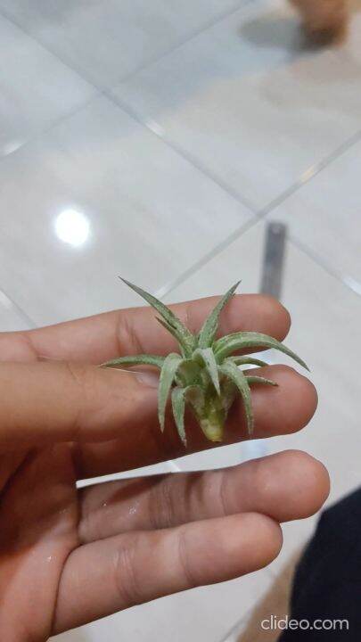 Tillandsia Vanhyingii Pups   Air Plant 