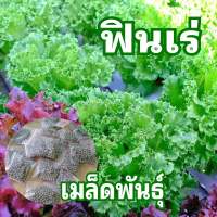 เมล็ดพันธ์ุฟินเร่ 60 เมล็ด เมล็ดเคลือบ เมล็ดพันธุ์นำเข้า