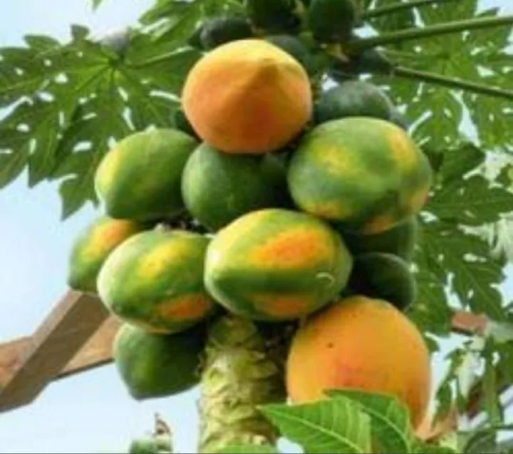 Papaya Honey Dew Variety Seeds 40pcs Lazada PH