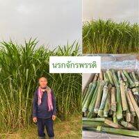 พันธุ์หญ้านรกจักรพรรดิ100ท่อน